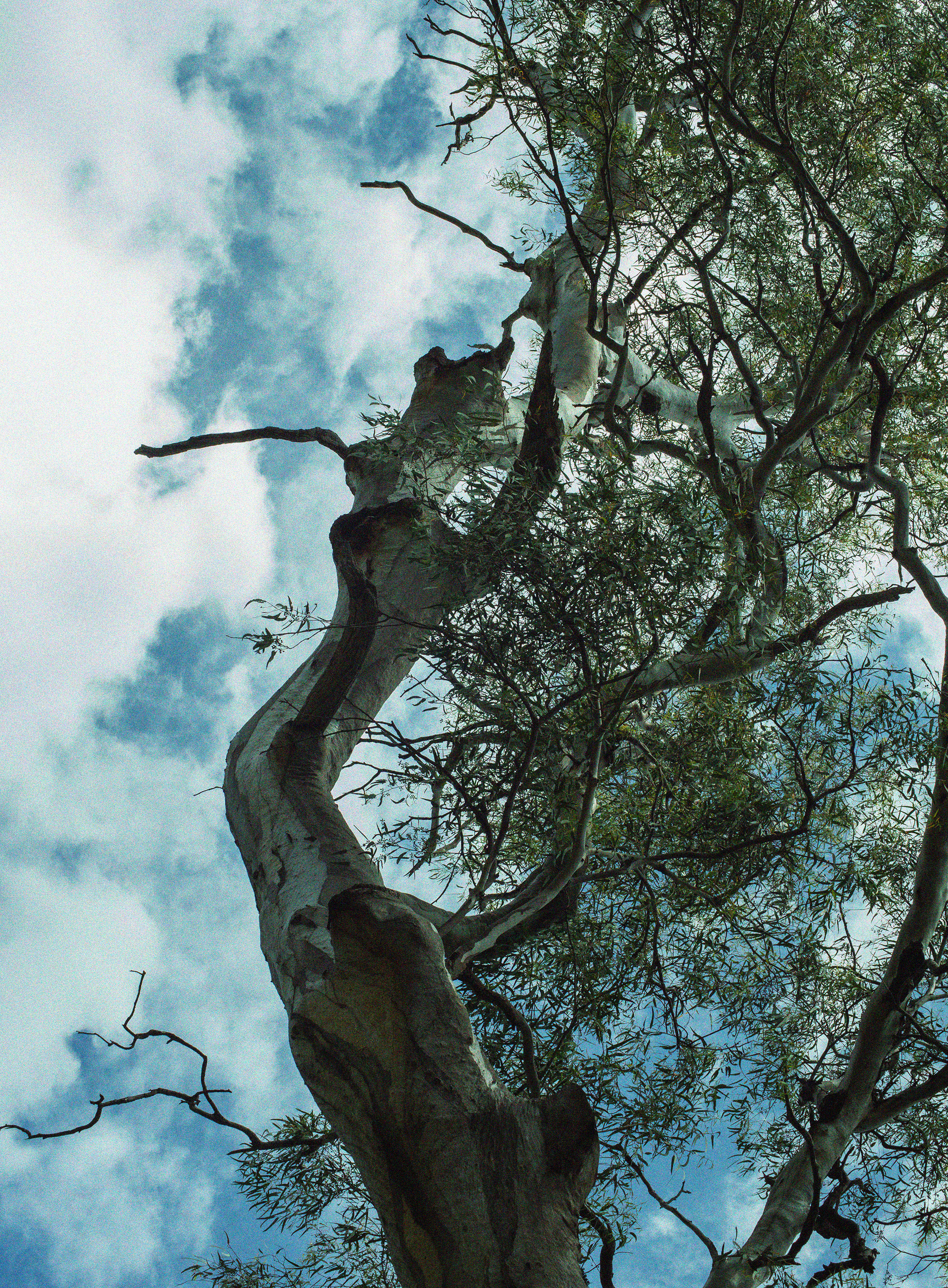 Big Sur Eucalyptus