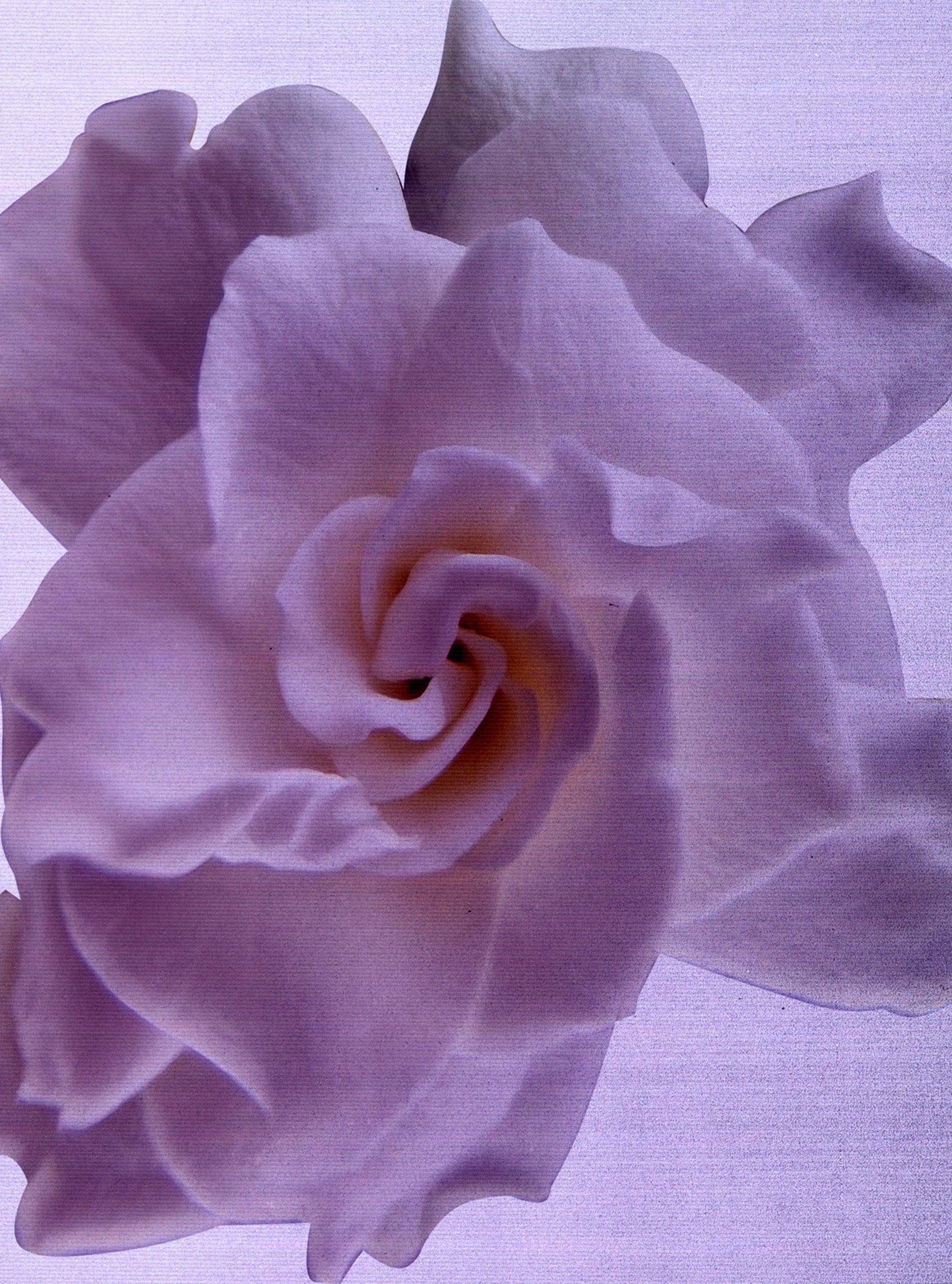 Debaser In Bloom