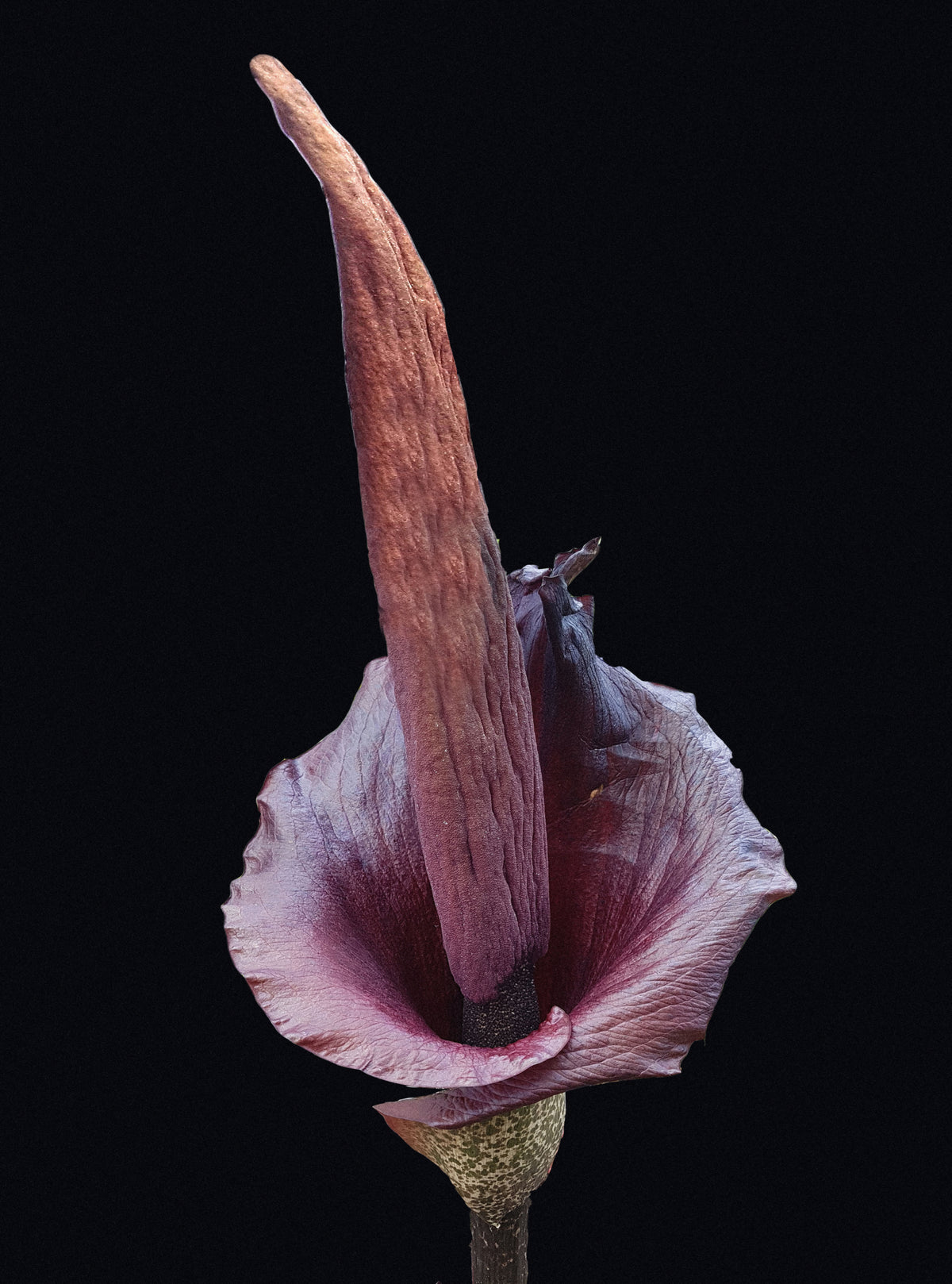 Resurrected Corpse Flower