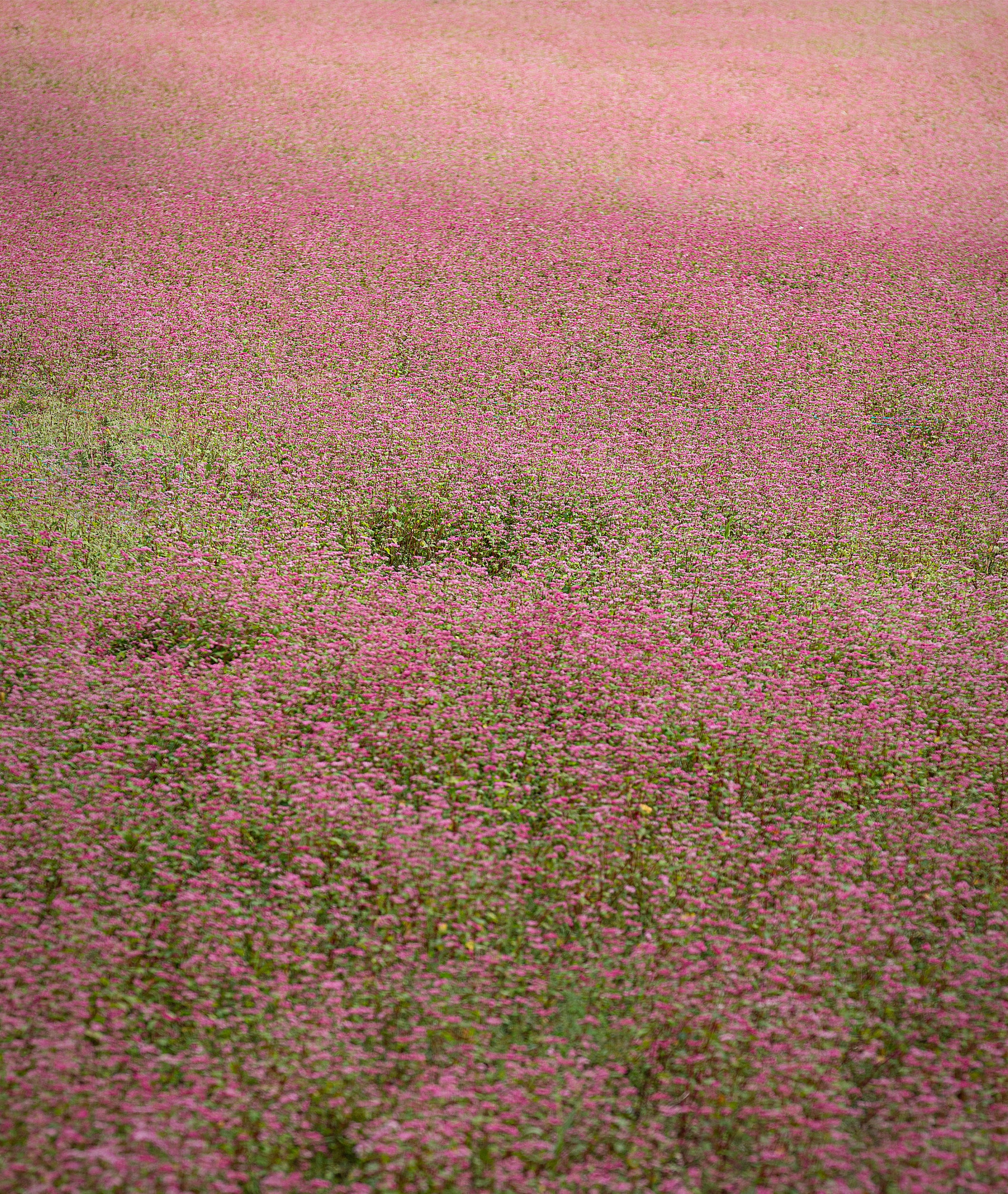 Cowgirl Grass
