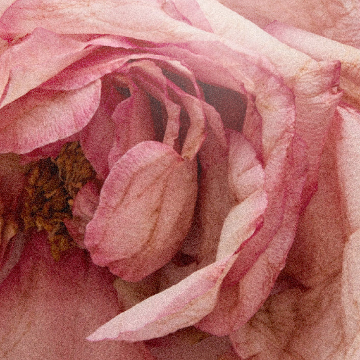 Rose Atlantic