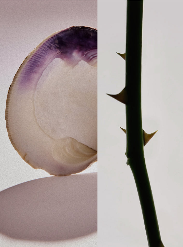 Rose Atlantic