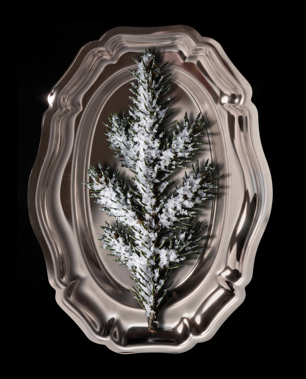Winter Solstice Pine